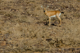 پارک ملی کویر؛ امید گور ایرانی
