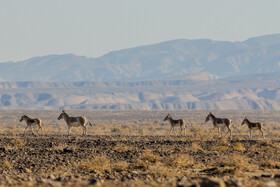 پارک ملی کویر؛ امید گور ایرانی