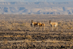 پارک ملی کویر؛ امید گور ایرانی