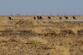 پارک ملی کویر؛ امید گور ایرانی