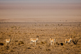 پارک ملی کویر؛ امید گور ایرانی