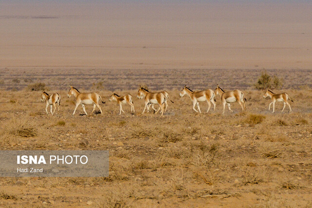 از گور برخاسته؛ نجات گورخر ایرانی در کویر سوزان