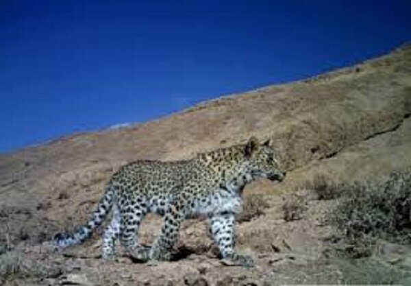 مدیرکل محیط زیست استان ایلام: «دینارکوه»؛ پناهگاه حیات وحش و گونههای نادر گیاهی است مدیرکل محیط زیست استان ایلام: «دینارکوه»؛ پناهگاه حیات وحش و گونههای نادر گیاهی است