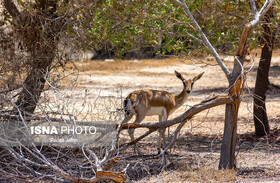 تداوم پدیده هجوم حیات‌وحش گرسنه به روستاهای حاشیه ذخیره‌گاه زیستکره توران