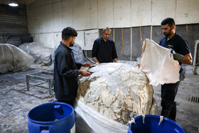 کارگران برای آماده شدن پوست برای مرحله دباغی تمامی پوست های اضافی رو جدا می‌کنند.