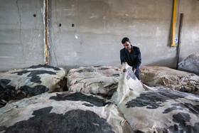 قبل از مرحله‌ی دباغی، پوست حیوانات را از هر گونه کثیفی، گوشت، چربی و نمک نگهدارنده پاک می‌کنند.