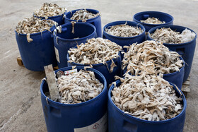 در صورت لزوم مو و پشم حیوان را از بین می‌برند. برای انجام ساده‌تر هر یک از این کارها، پوست را در محلول‌های مختلف قرار می‌دهند