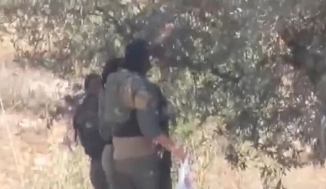 سربازان صهیونیست زیتون روستای فلسطینی را می‌دزدند