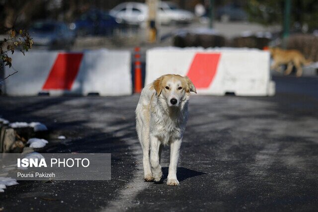 عضو شورای شهر کرج: به قراردادهای صوری نگهداری سگ‌های بلاصاحب پایان داده شود