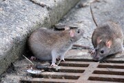 موش‌های نوروژی از معضلات شهری بجنورد