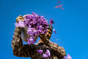 گردشگری زعفران در خراسان رضوی؛ فرصتی برای توسعه پایدار روستایی