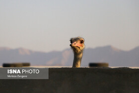 گوشتی لذیذ با خواص بسیار اما ناشناخته!