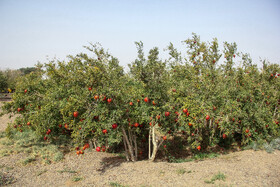 برداشت انار در منطقه «باغ‌نو» بجستان - خراسان رضوی