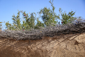 برداشت انار در منطقه «باغ‌نو» بجستان - خراسان رضوی