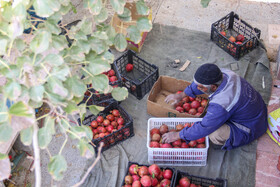 برداشت انار در منطقه «باغ‌نو» بجستان - خراسان رضوی