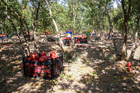برداشت انار در منطقه «باغ‌نو» بجستان - خراسان رضوی