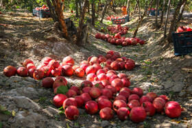 برداشت انار در منطقه «باغ‌نو» بجستان - خراسان رضوی
