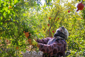 برداشت انار در منطقه «باغ‌نو» بجستان - خراسان رضوی
