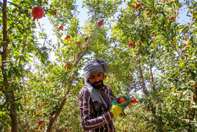 برداشت انار در منطقه «باغ‌نو» بجستان - خراسان رضوی