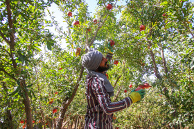 برداشت انار در منطقه «باغ‌نو» بجستان - خراسان رضوی