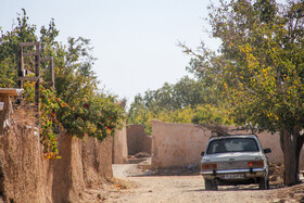 برداشت انار در منطقه «باغ‌نو» بجستان - خراسان رضوی