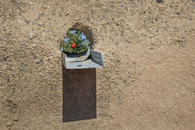 برداشت انار در منطقه «باغ‌نو» بجستان - خراسان رضوی