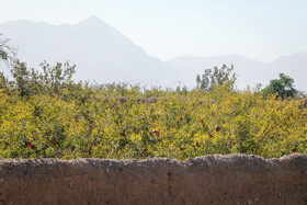 برداشت انار در منطقه «باغ‌نو» بجستان - خراسان رضوی