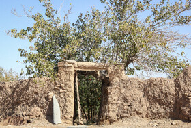 برداشت انار در منطقه «باغ‌نو» بجستان - خراسان رضوی