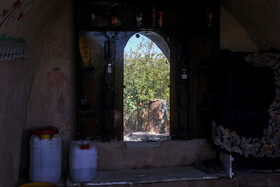 برداشت انار در منطقه «باغ‌نو» بجستان - خراسان رضوی