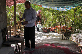 برداشت انار در منطقه «باغ‌نو» بجستان - خراسان رضوی