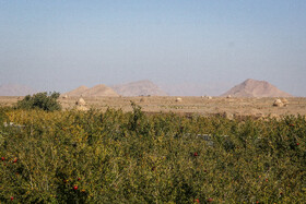 برداشت انار در منطقه «باغ‌نو» بجستان - خراسان رضوی