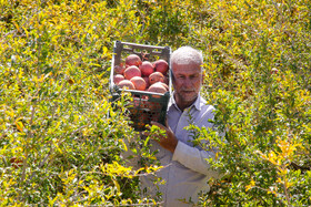 برداشت انار در منطقه «باغ‌نو» بجستان - خراسان رضوی