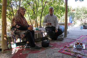 برداشت انار در منطقه «باغ‌نو» بجستان - خراسان رضوی