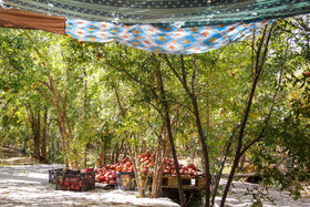 برداشت انار در منطقه «باغ‌نو» بجستان - خراسان رضوی