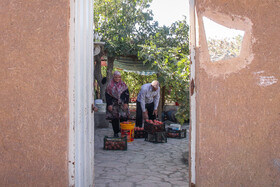 برداشت انار در منطقه «باغ‌نو» بجستان - خراسان رضوی