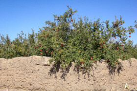 برداشت انار در منطقه «باغ‌نو» بجستان - خراسان رضوی