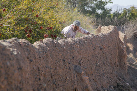 برداشت انار در منطقه «باغ‌نو» بجستان - خراسان رضوی