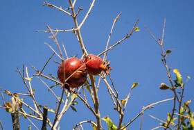 برداشت انار در منطقه «باغ‌نو» بجستان - خراسان رضوی