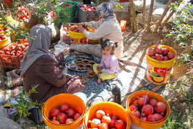 برداشت انار در منطقه «باغ‌نو» بجستان - خراسان رضوی