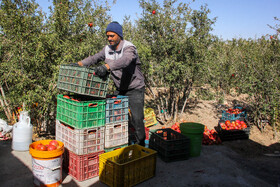 برداشت انار در منطقه «باغ‌نو» بجستان - خراسان رضوی
