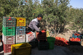 برداشت انار در منطقه «باغ‌نو» بجستان - خراسان رضوی