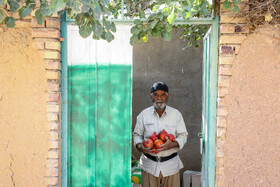 برداشت انار در منطقه «باغ‌نو» بجستان - خراسان رضوی