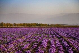 برداشت زعفران - فاروج