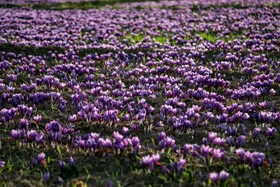 برداشت زعفران - فاروج