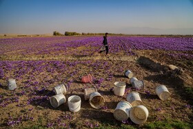 برداشت زعفران - فاروج