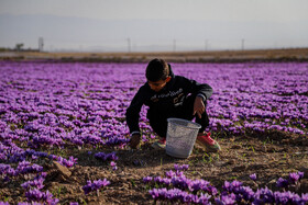 برداشت زعفران - فاروج