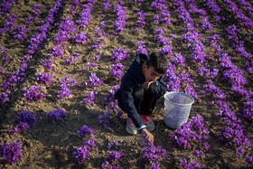 برداشت زعفران - فاروج