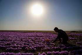 برداشت زعفران - فاروج
