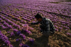 برداشت زعفران - فاروج