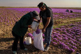 برداشت زعفران - فاروج